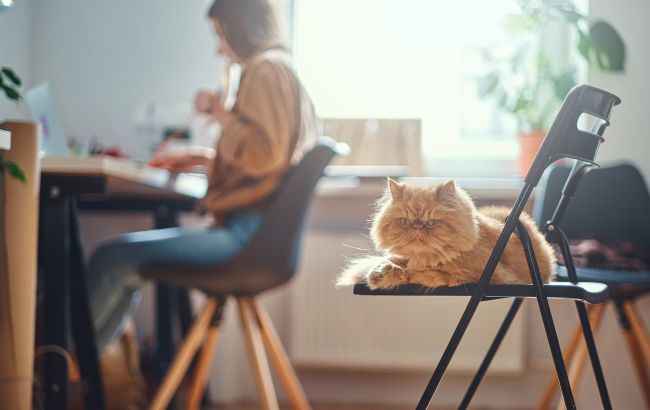 Чихание у котов не так безопасно, как мы думали. Когда стоит беспокоиться и бежать к ветеринару