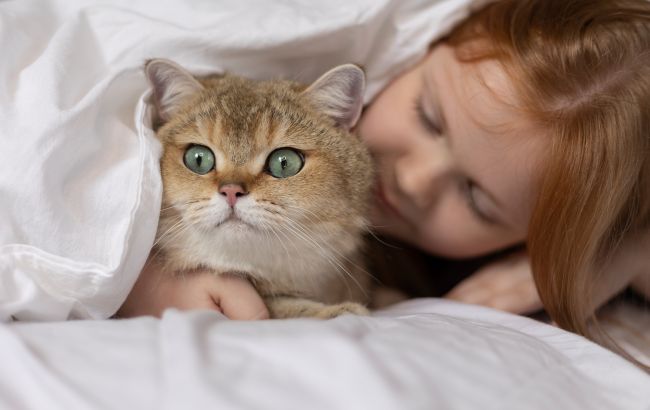 7 популярних міфів про догляд за котами, яким вірити не варто