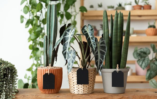 Позбудьтеся конденсату та плісняви: три кімнатні рослини, які врятують ваш дім