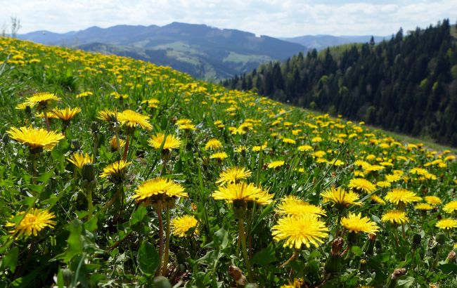 Прикордонники попередили ухилянтів про небезпеку ведмедів на кордоні з Румунією