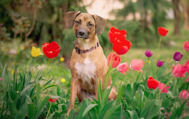 Отруйна краса: які популярні рослини насправді небезпечні для домашніх тварин
