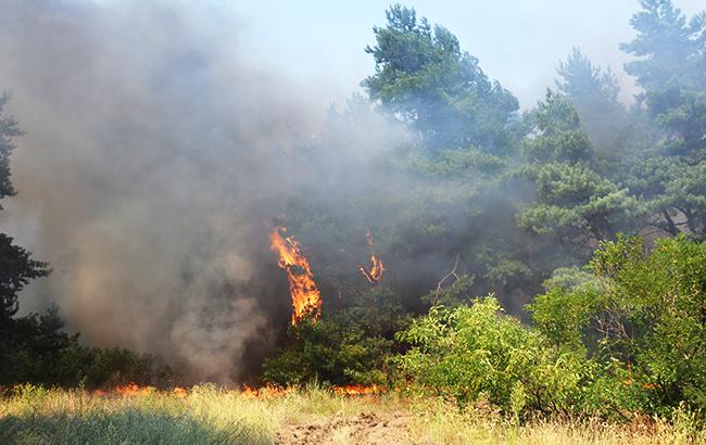 Пожар в лесничестве в Харьковской области локализован