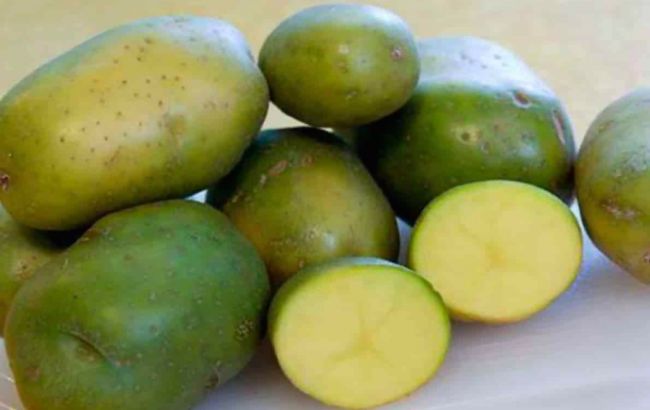 Опасен или нет? Эксперты напомнили, можно ли есть зеленый картофель