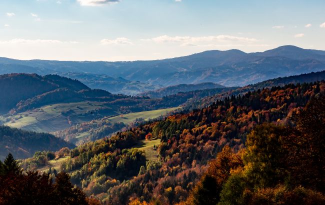 Восстановление лесов Украины после войны займет 70 лет: как это повлияет на экосистемы