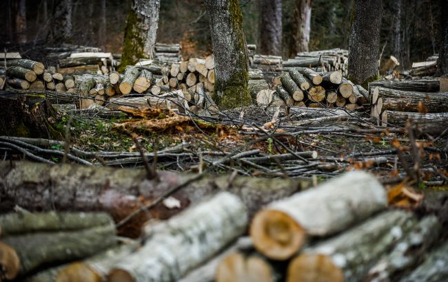 ДБР викрило схему вирубки лісу Міноборони на 68 мільйонів гривень: деталі