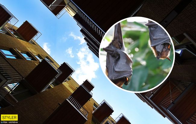 В Киеве 120 летучих мышей "оккупировали" квартиру: фото, подробности