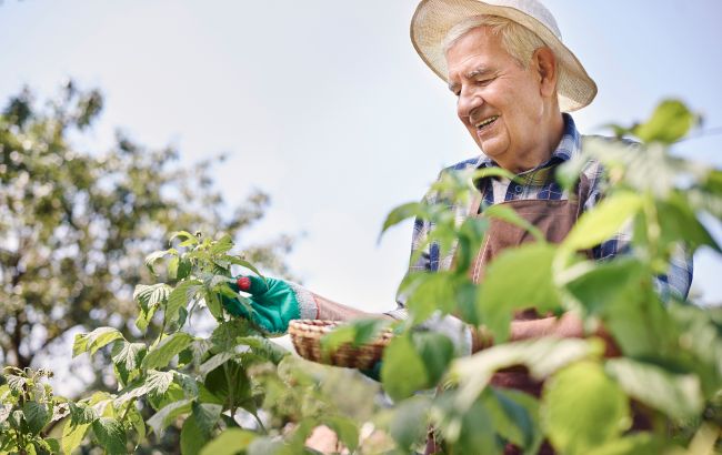 Подкормите этим малину и она завалит вас огромными ягодами