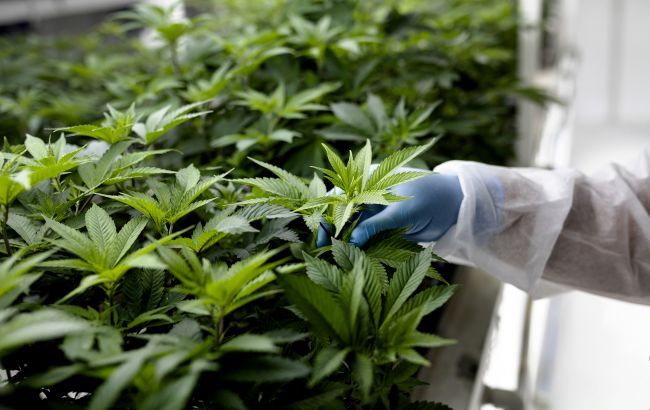 Тільки в теплицях і під відеонаглядом. Як в Україні будуть вирощувати медичний канабіс