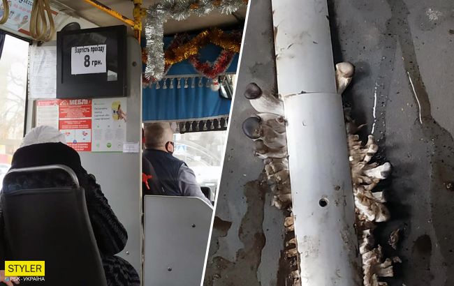 На Прикарпатье в маршрутке выросли грибы. Цена за проезд тоже (фотофакт)