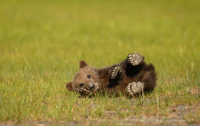 Правда или миф: 10 фактов о медведях, в которые мы верили с детства