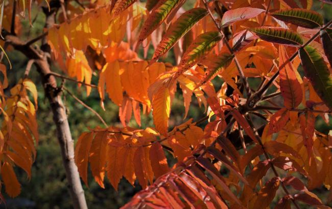 Погода на сегодня: в Украине без осадков, температура до +21