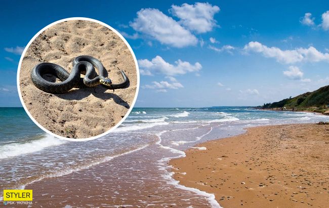 Змеи, медузы и блохи: побережье Азовского моря кишит "сюрпризами"