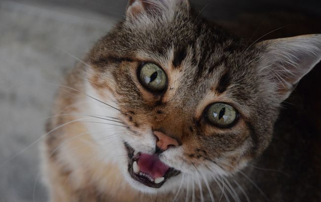 Чому ваш кіт плаче: як правильно розшифрувати його нявкання