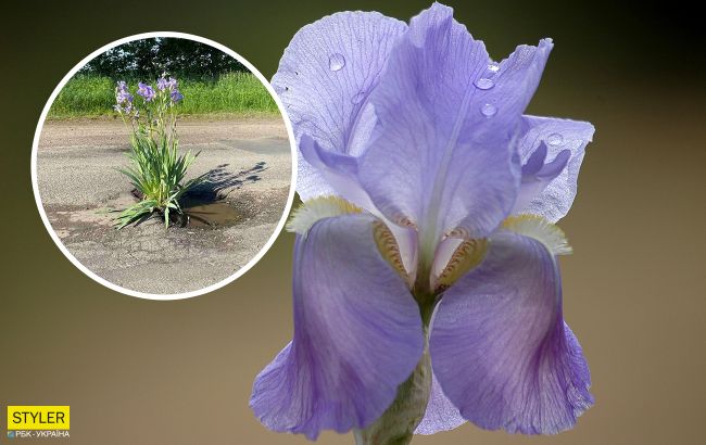 Цветы на асфальте: в Крыжополе люди садят ирисы в выбоины на дороге