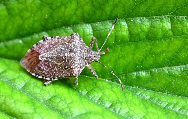 Загрожує понад 100 культурам: який небезпечний клоп може знищити врожай в Україні