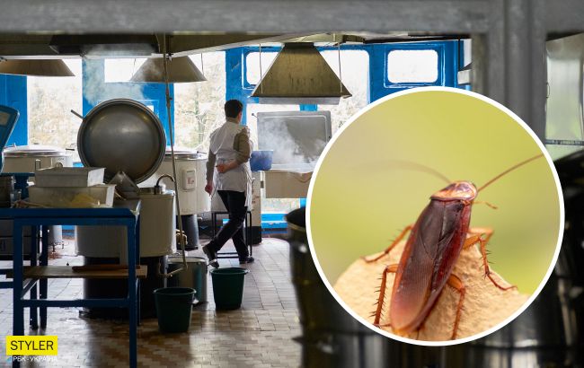 В садах и школах Херсона обнаружили тараканов, плесень и мышей: видео повергает в шок