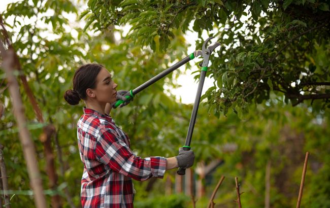 Це має знати кожен садовод. Як правильно обрізати дерева і чи не запізно зробити це зараз