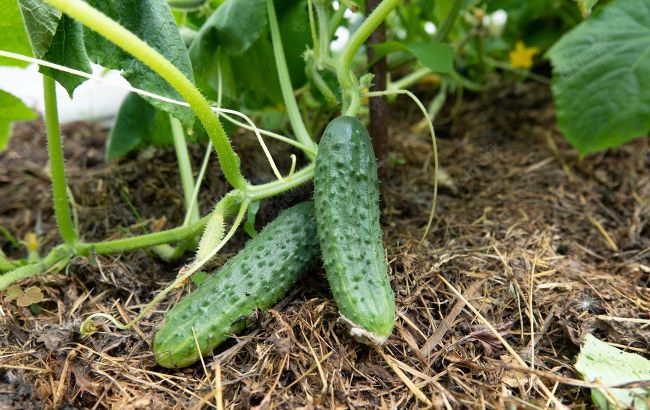 Чому жовтіє листя в огірків та як з цим боротися