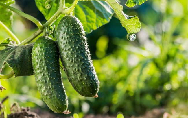 Как по форме огурца понять, чего ему не хватает: основные причины необычных плодов