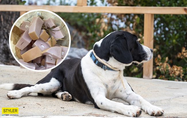 В Киеве разбрасывают колбасу с отравой: берегите домашних любимцев!