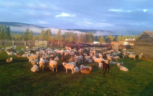 У російському Сибіру роздають баранів сім'ям мобілізованих