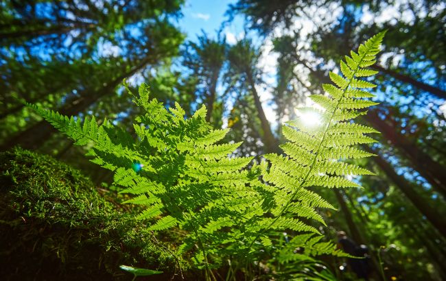 В Україні запустили застосунок "ЕкоЗагроза": там можна перевірити рівень радіації й не тільки