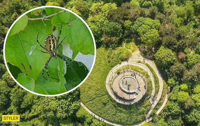 Во Львове обнаружили опасного паука: как он выглядит