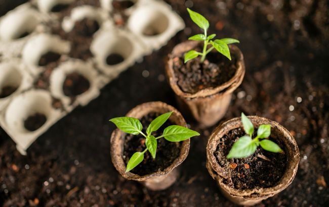 Коли сіяти перець на розсаду, аби отримати гарний врожай