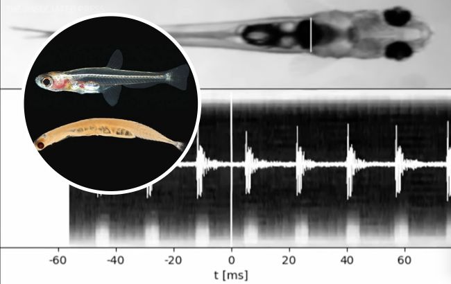 Самая маленькая в мире рыбка "кричит" громче, чем перфоратор: о ком идет речь (видео)