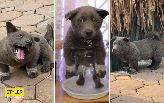 Посмотрите на собаку, которая выглядит как кошка: она стала звездой соцсетей