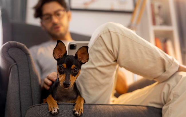 Власникам домашніх тварин можуть заборонити популярні "процедури": про що йдеться