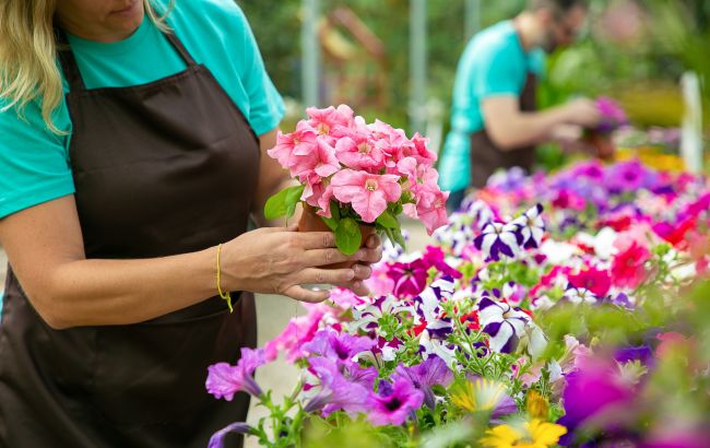 Эта ошибка приводит к тому, что петуния прекращает цвести
