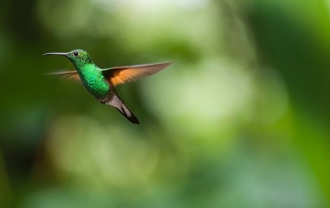 Найти птицу за 7 секунд смогут только самые внимательные! Попробуйте сами и предложите детям