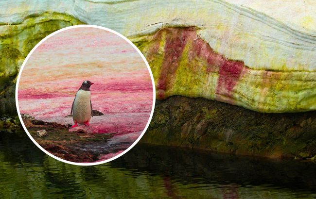 Сніг навколо полярної станції "Вернадський" став рожевим: фантастичні фото