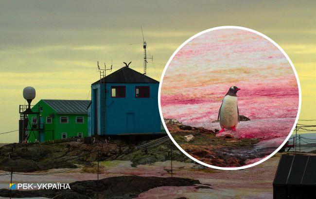 Антарктичне літо. Біля станції Академік Вернадський "зацвів" сніг: фото