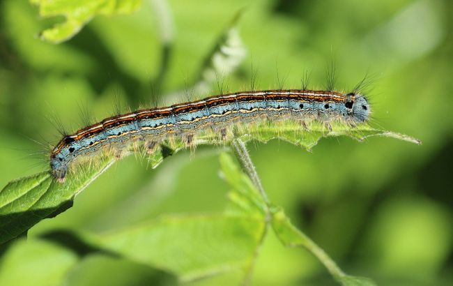 Под Херсоном гусеницы уничтожили тысячи деревьев: подбираются к многоэтажкам