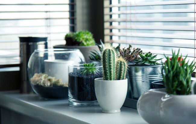 Что положить в горшок комнатного растения, чтобы избежать вредителей