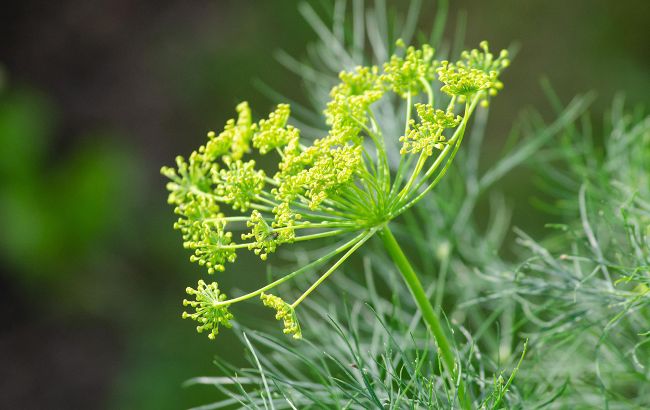 Чому кріп жовтіє прямо на грядці і що з цим робити