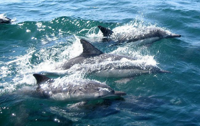 Бойові дельфіни та гелікоптери. РФ у Севастополі посилила оборону після вибухів, - ЗМІ