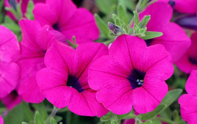 Как заставить петунии обильно цвести вплоть до глубокой осени: важны эти 4 фактора