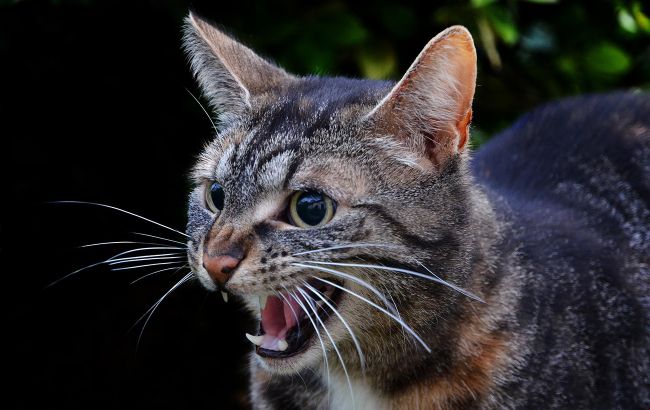 Обережність чи агресія? Ось чому кіт може вас вкусити, коли ви його гладите