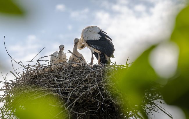 До біди чи щастя? Що означає, коли птахи в'ють гнізда біля будинку