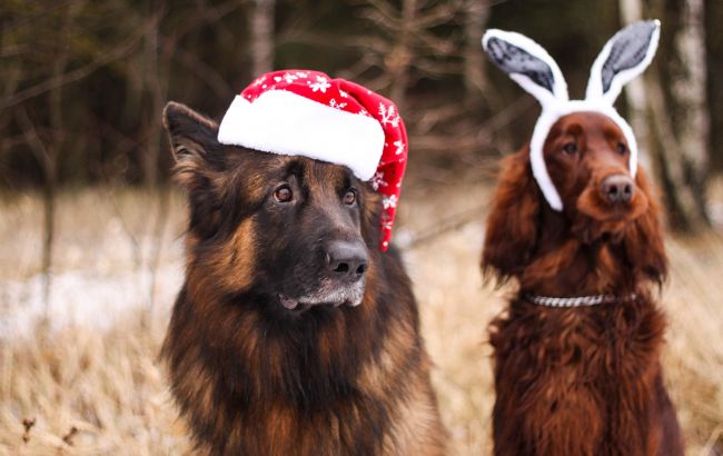 Як врятувати тварину від наслідків феєрверків: поради від ветеринарів