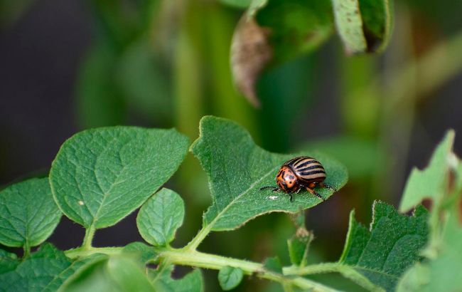 Названий найпростіший і натуральний спосіб позбавитися колорадських жуків