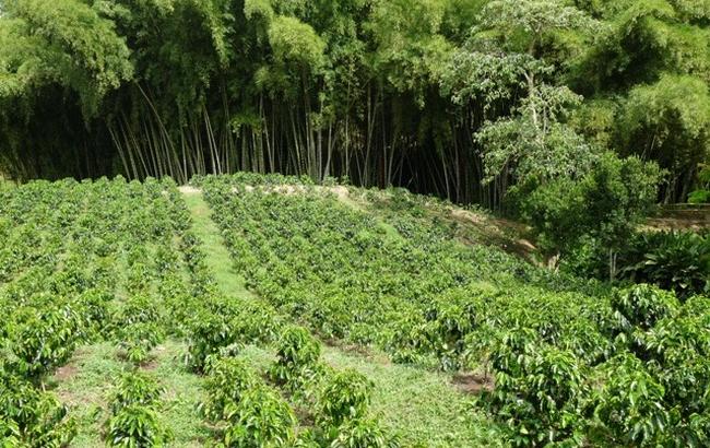 Власти Колумбии объединились с повстанцами для борьбы с производством кокаина