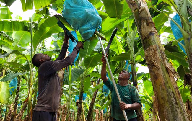 Удар по плантаціях: як людство "знищує" найпопулярніший фрукт на планеті