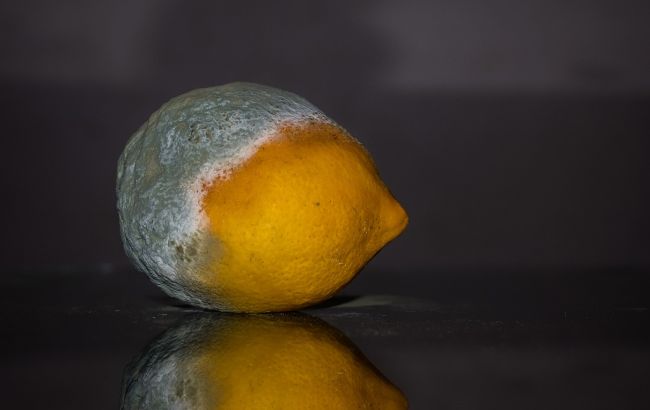 Що станеться з організмом, якщо з'їсти продукти із цвіллю