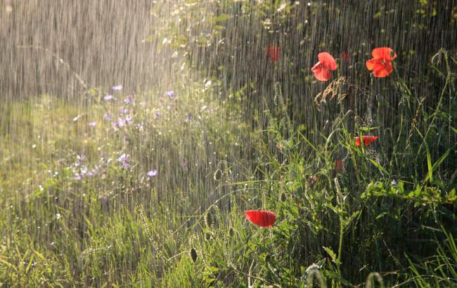 Погода на сегодня: в Украине местами дожди с грозами, температура до +31