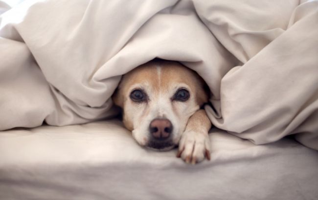 Погода на сьогодні: в Україні мокрий сніг, температура до +12