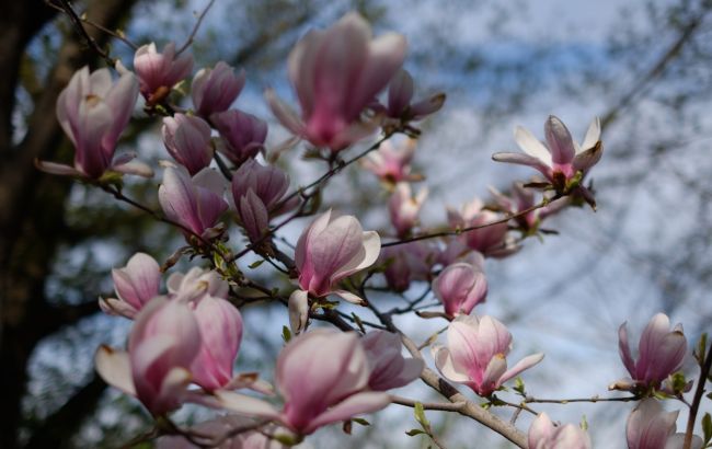 В Киеве расцвели первые сакуры и магнолии: где сделать яркие фото